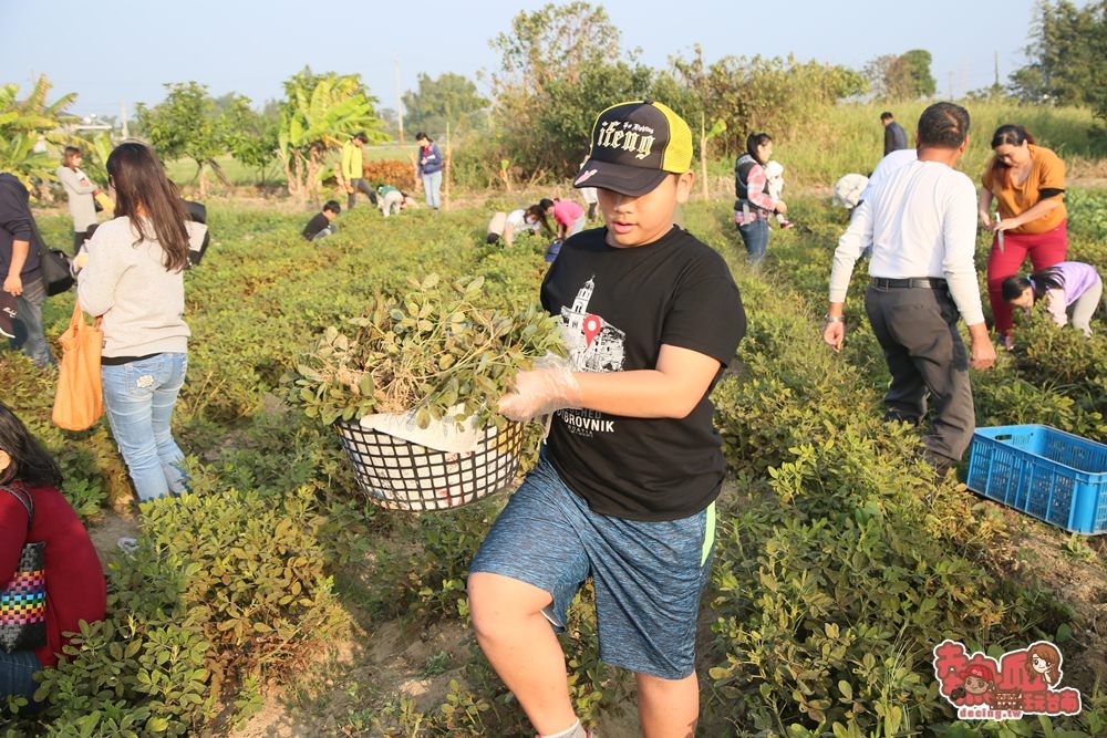 【台南亲子体验】拔花生、萝卜初体验，农田间的亲子大地游乐场：苏大侠亲子农场