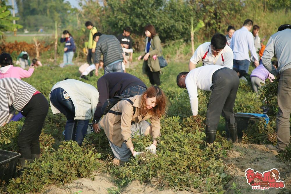 【台南亲子体验】拔花生、萝卜初体验，农田间的亲子大地游乐场：苏大侠亲子农场